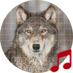 wolves sounds android application logo